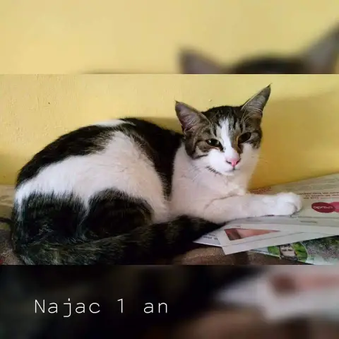 Najac