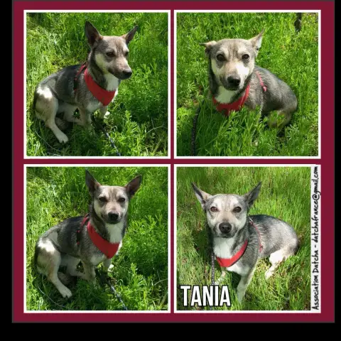 Tania