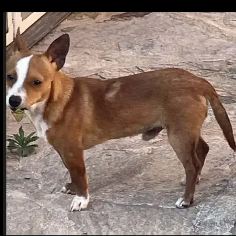 Abalo photo 3