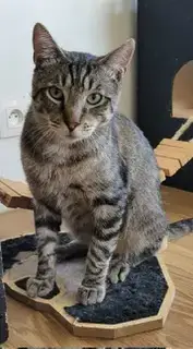 Coco