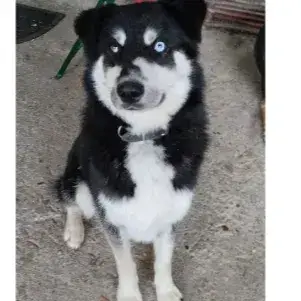 Bandit photo 2