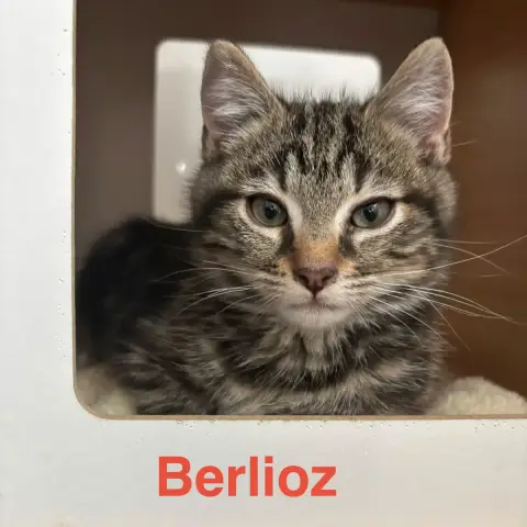 Berlioz photo 2
