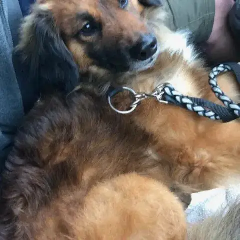Baloo