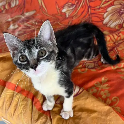 Kali
