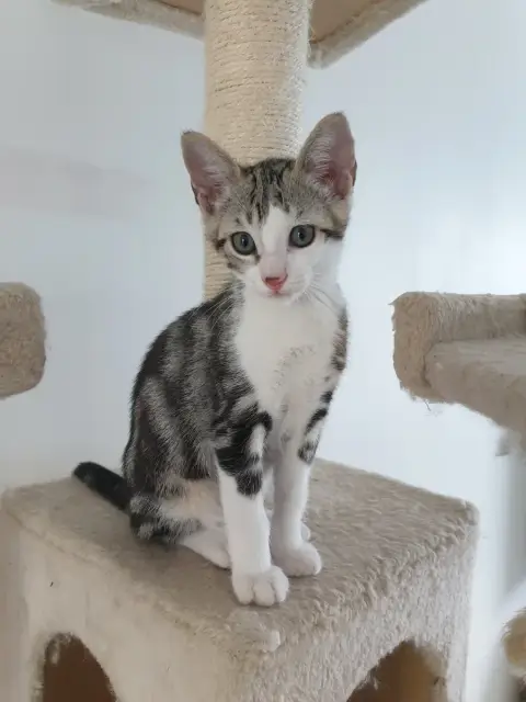 Pépite
