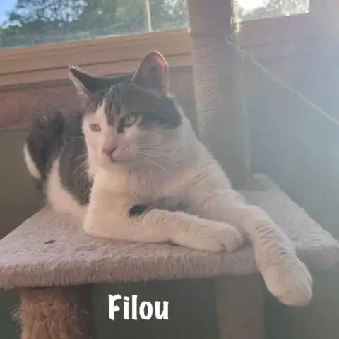Filou photo 2