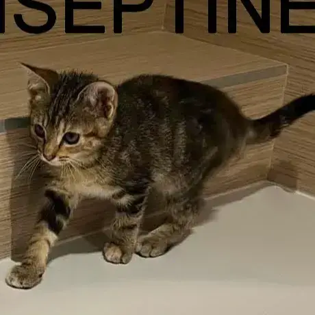 Biseptine