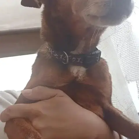 Boy