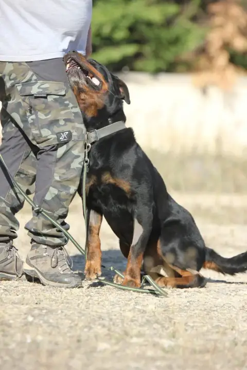 Jango photo 2