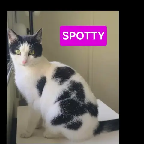 Spotty