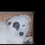Rufus
