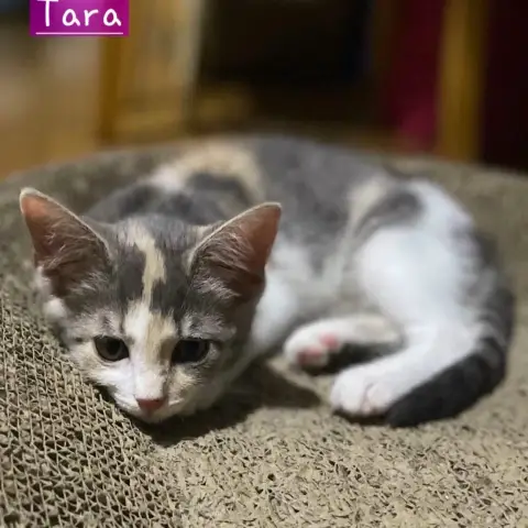 Tara