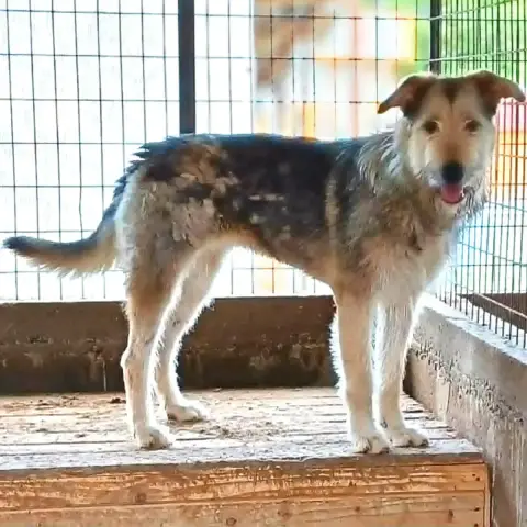 Sierra