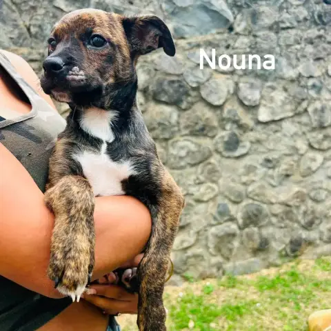 Nouna