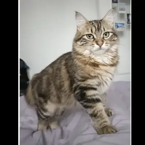 Poupy