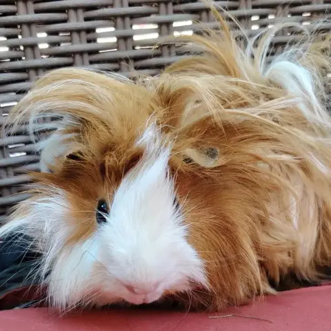 Piou