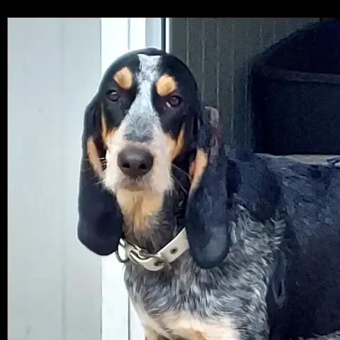 Rox