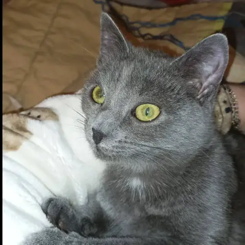 Alézia