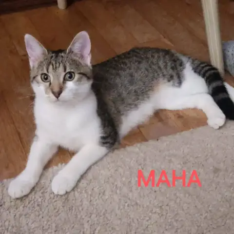 Maha