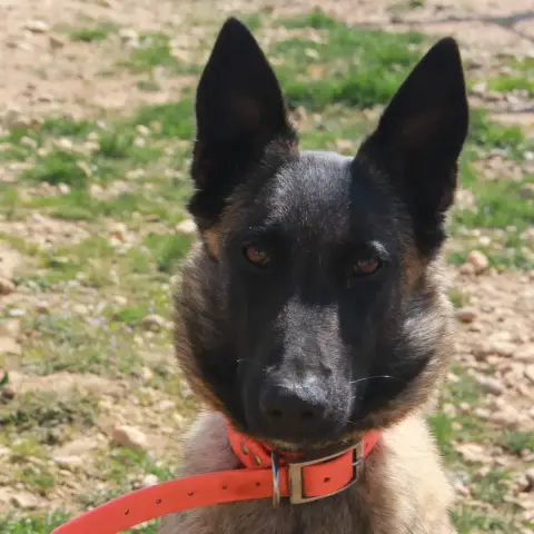 Tina