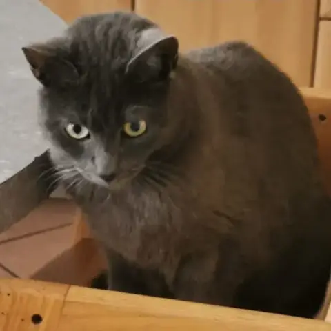 Titi