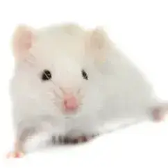 Hortense