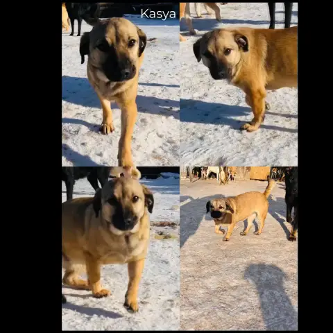 Kasya
