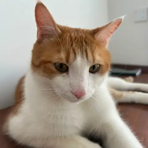 Tomy photo 2