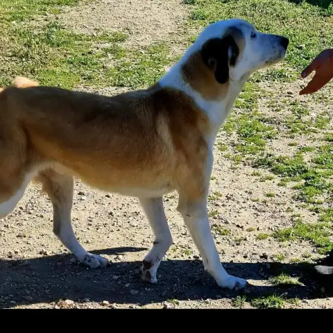 Samson photo 2