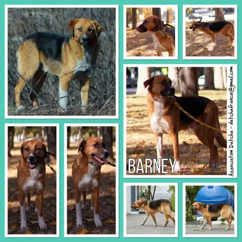 Barney