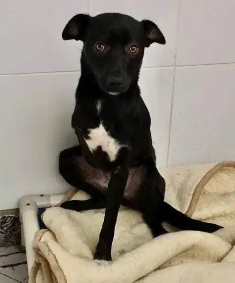 Mara