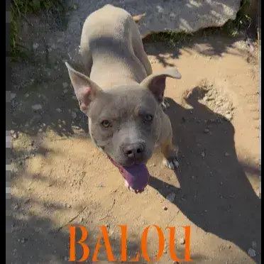 Balou