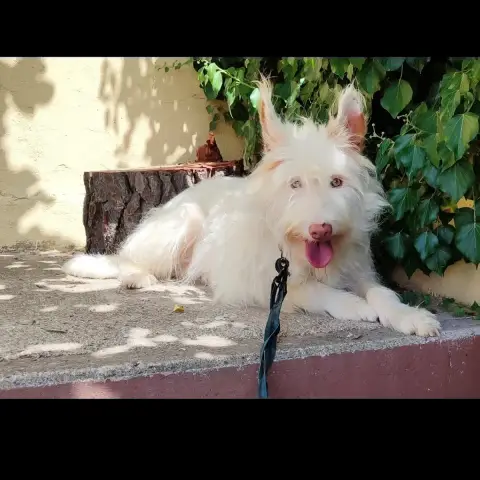 Yuki
