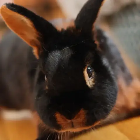 Castor photo 3