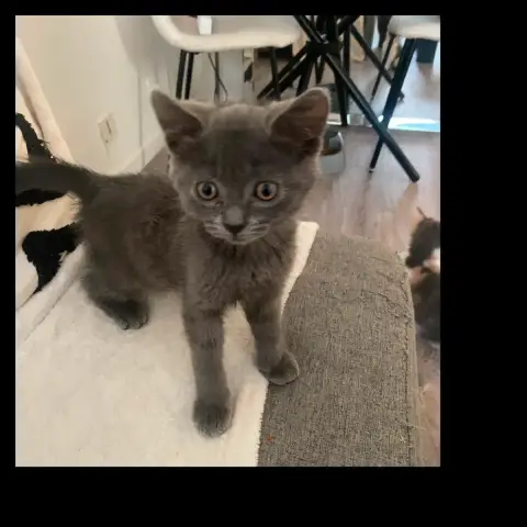 Milo