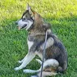 Balto photo 3