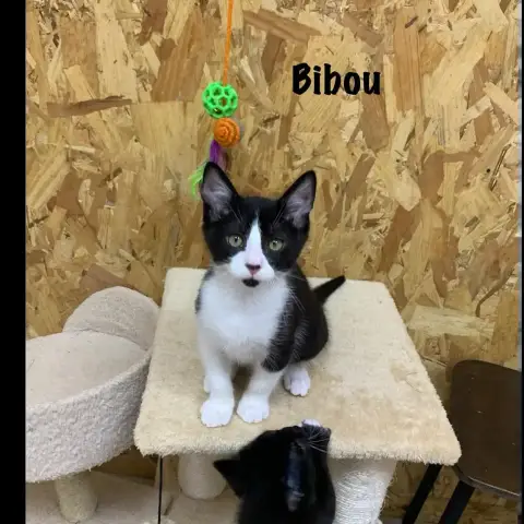 Bibou