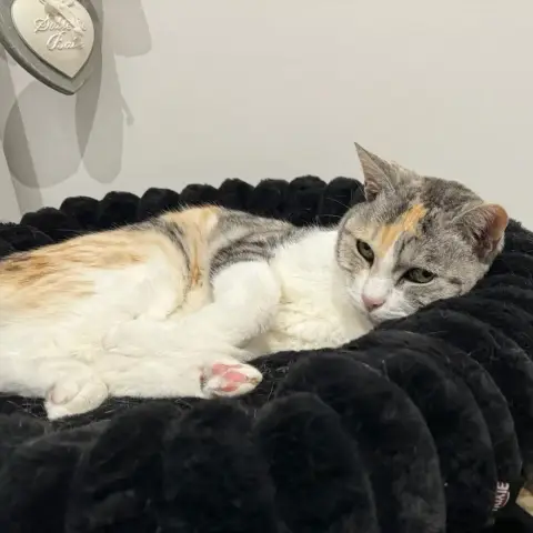 Poupette