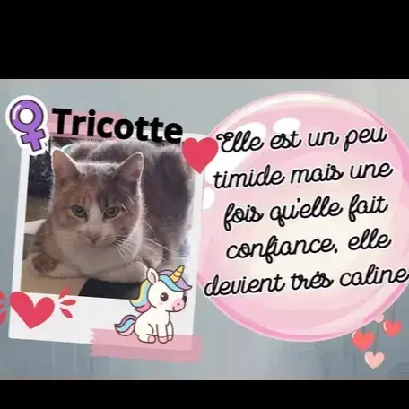 Misty Et Triscotte photo 2