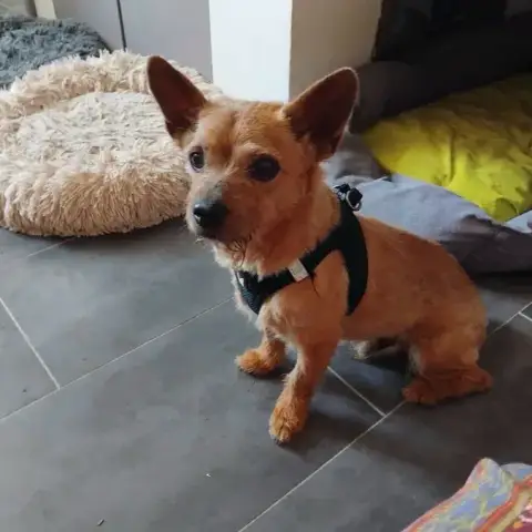 Lulu