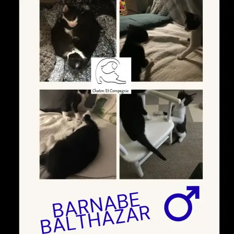 Barnabé Balthazar