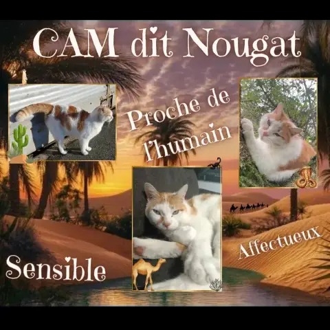 Cam Dit Nougat