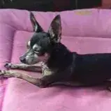 Ziggy photo 2