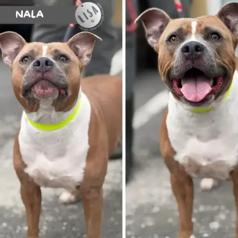 Nala 2