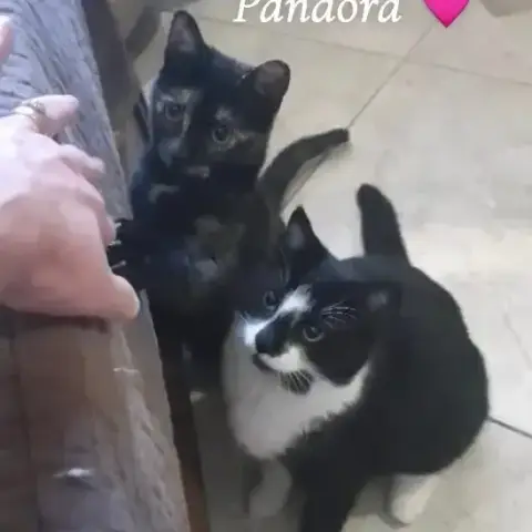 Pandora Et Domino photo 2