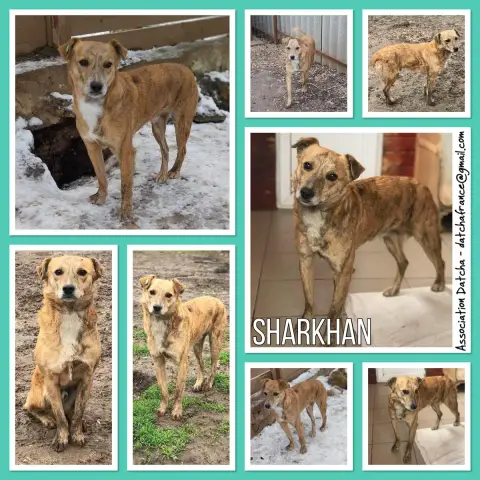 Sharkhan