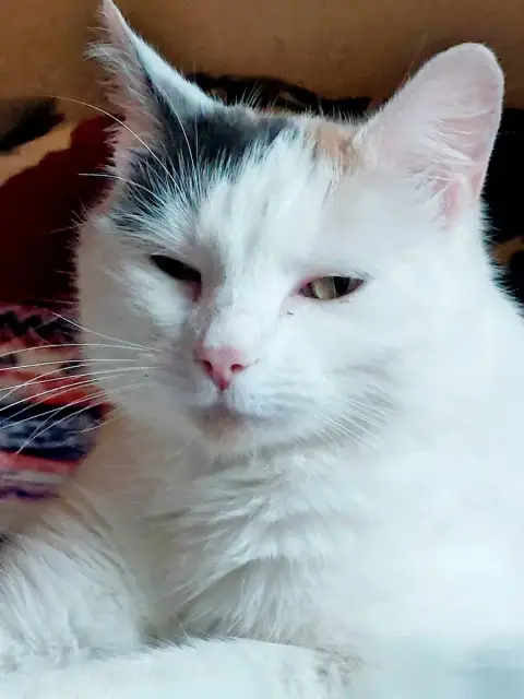 Sweety