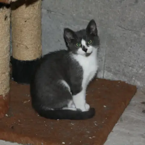 Bichette photo 2
