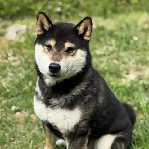 Genki photo 2