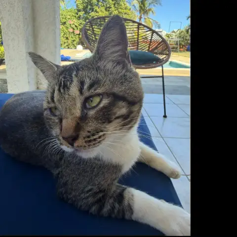 Carlos